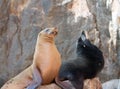 California Sea Lion couple on La Lobera Ã¢â¬Åthe Wolves LairÃ¢â¬Â the Sea Lion colony rock at Los Arcos at Lands End in Cabo San Lucas